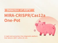 PAM Fo-optamach-feadán amháin-tiomáinte CRISPR/Cas12a le haghaidh Eastóscadh-...